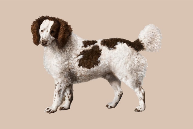 Water spaniel vector dog illustration, remixed from artworks by george stubbs