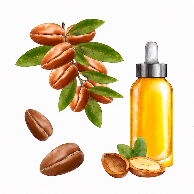 Collezione di elementi di olio di argan dell'acquerello