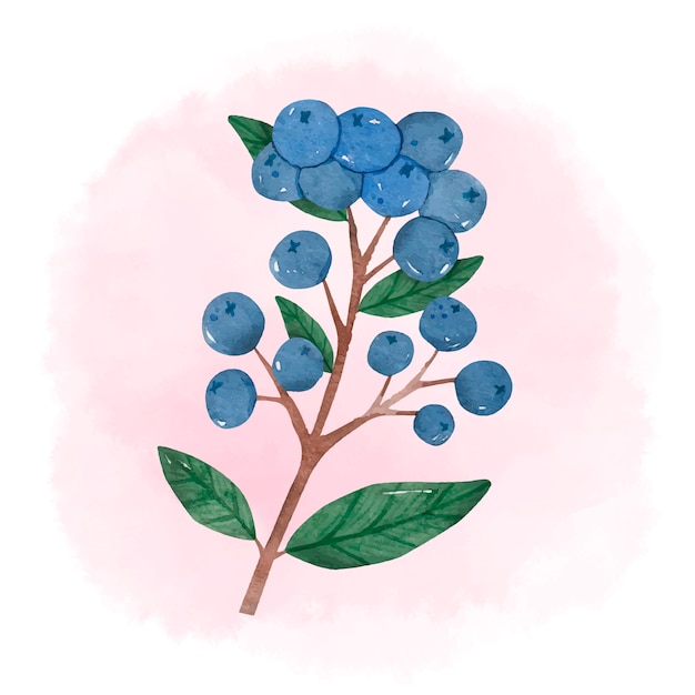 Watercolor aronia flowers illustration