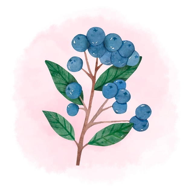 Watercolor aronia flowers illustration