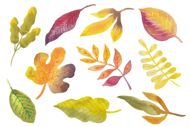 Watercolor autumn leaves collection