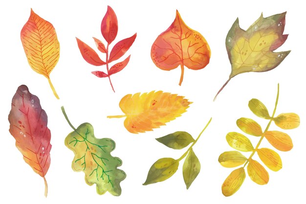 Watercolor autumn leaves collection