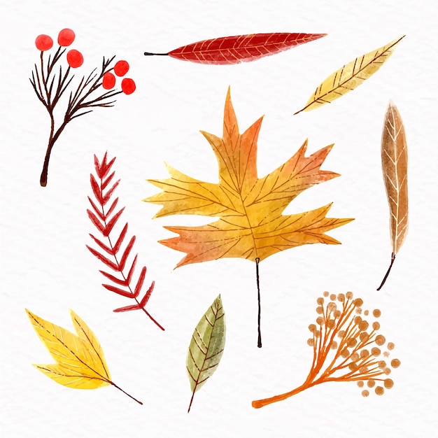 Watercolor autumn leaves collection