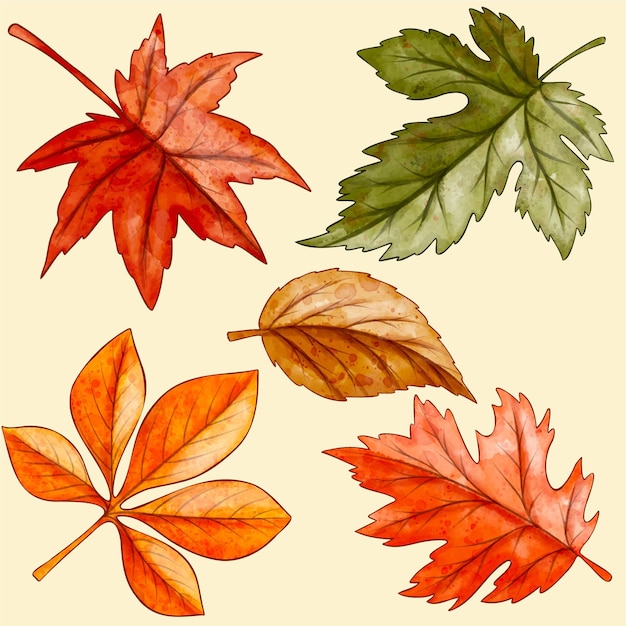 Free vector watercolor autumn leaves collection