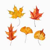 Free vector watercolor autumn leaves collection
