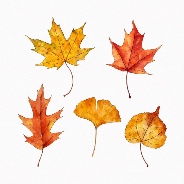 Watercolor autumn leaves collection