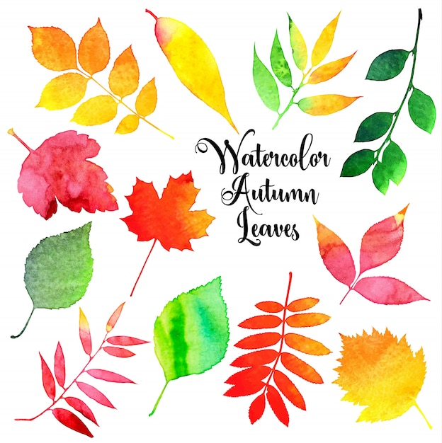 Watercolor autumn leaves