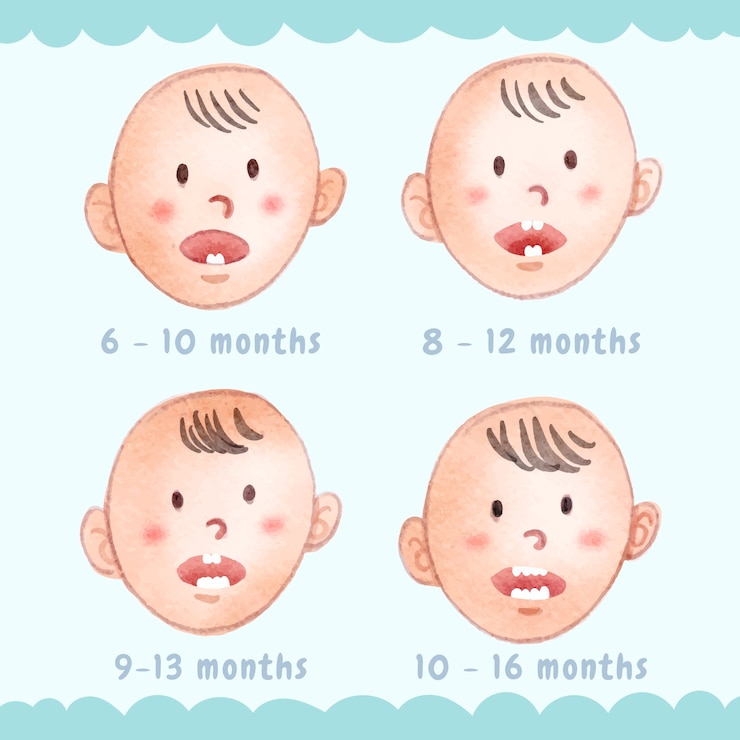 Free vector watercolor baby teeth infographic