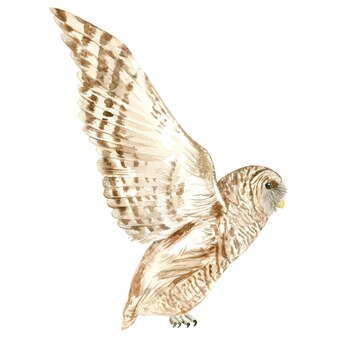 열린 날개를 가진 수채화 헛간 올빼미입니다. 야생 야행성 새의 손으로 그린 그림입니다.