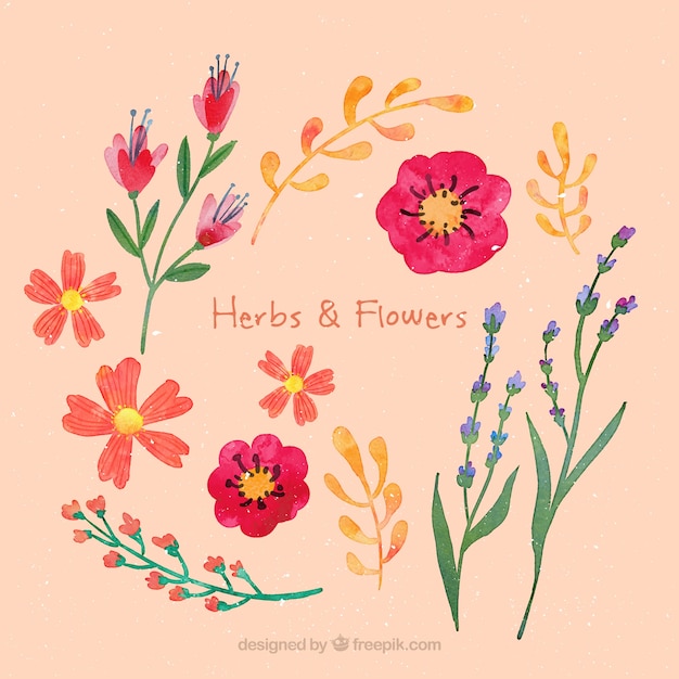 Watercolor beautiful herbs and flowers