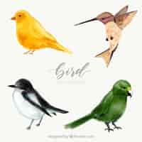 Free vector watercolor bird collection