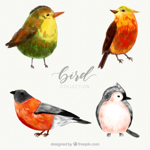 Watercolor bird collection