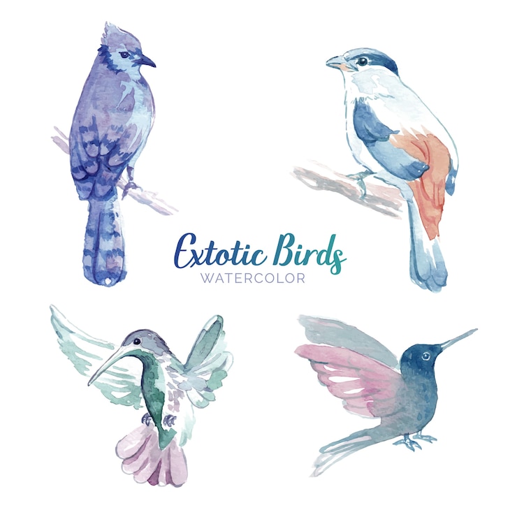 Free Vector watercolor birds set