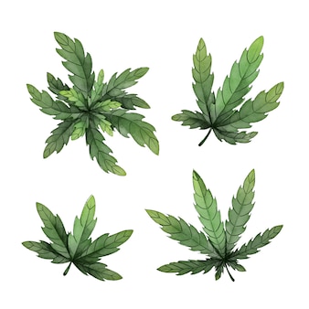 Watercolor botanical cannabis leaves