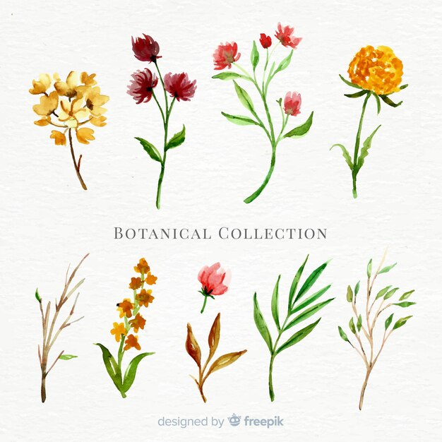 watercolor botanical collection