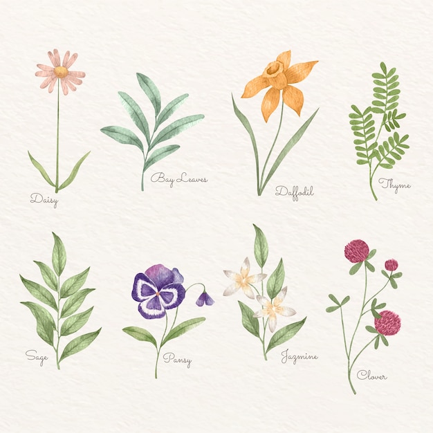 Vettore gratuito set di grafici di fiori botanici ad acquerello