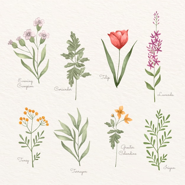 Vettore gratuito set di grafici di fiori botanici ad acquerello