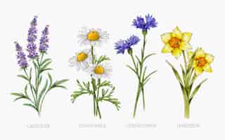 Free vector watercolor botanical flower chart set
