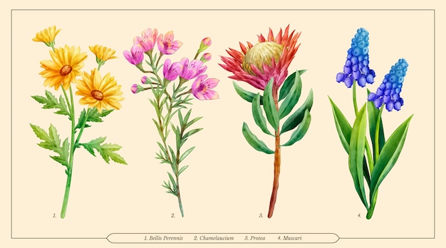 Watercolor botanical flower chart set