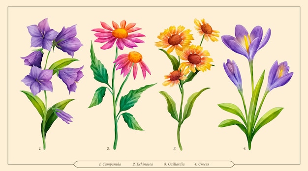 무료 벡터 수채화 식물 꽃 차트 세트