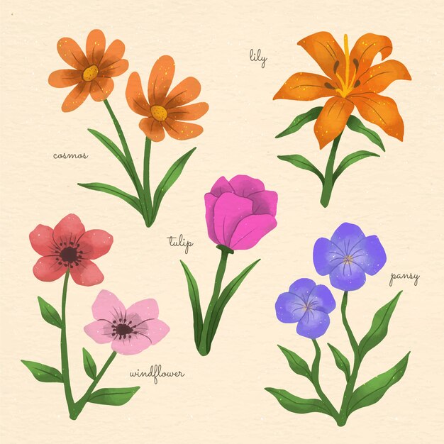 Watercolor botanical flower chart