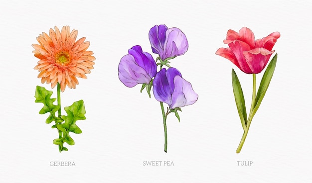 수채화 식물 꽃 차트