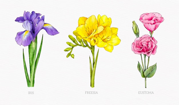 Watercolor botanical flower chart