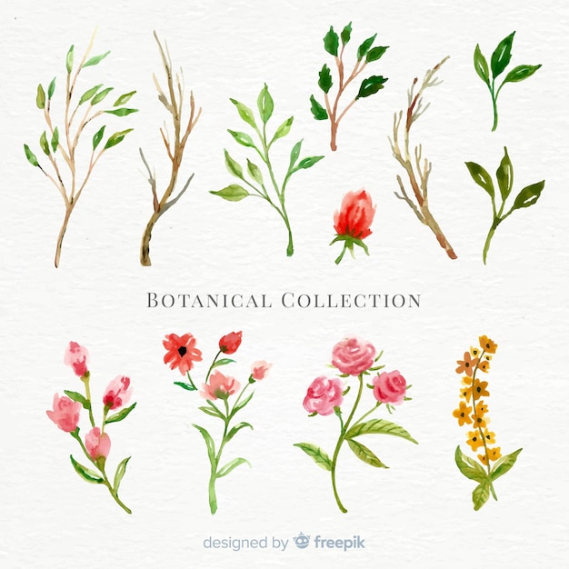 Watercolor botanical flower collection