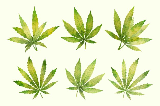Watercolor cannabis leaves