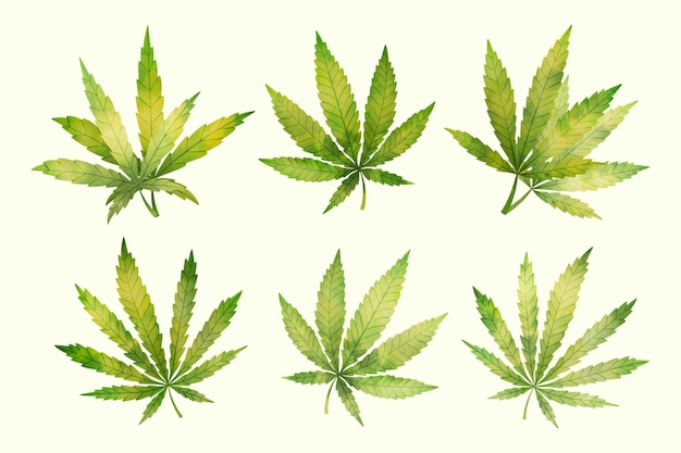 水彩大麻の葉
