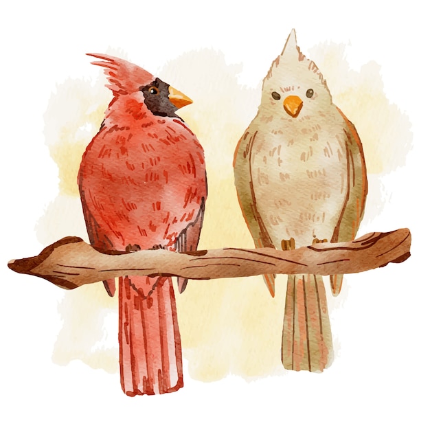 Free vector watercolor cardinal bird illustration