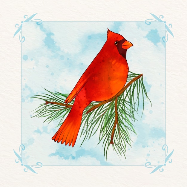 Watercolor cardinal bird illustration