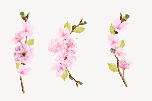 Акварельная иллюстрация ветви цветущей сакуры