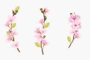 Free vector watercolor cherry blossom branch illustration