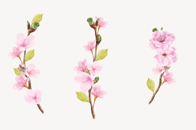 watercolor cherry blossom branch illustration