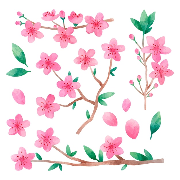 Free vector watercolor cherry blossom collection