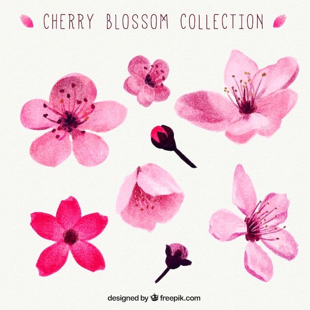 Free vector watercolor cherry blossoms