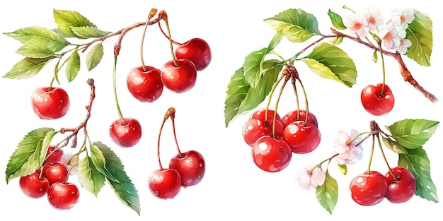 Free vector watercolor cherry clipart