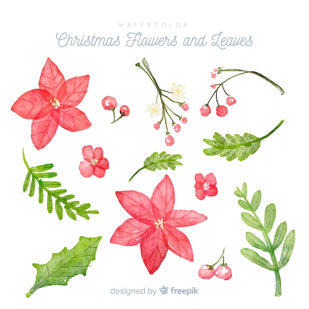 Watercolor christmas flowers and leaves