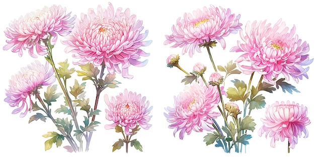 Free vector watercolor chrysanthemum clipart