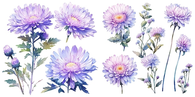 Free vector watercolor chrysanthemum clipart