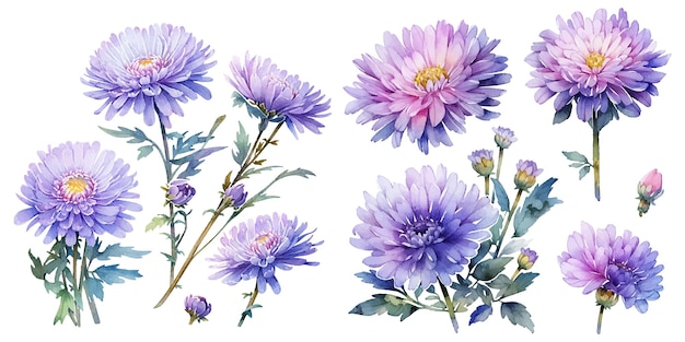 Free vector watercolor chrysanthemum clipart