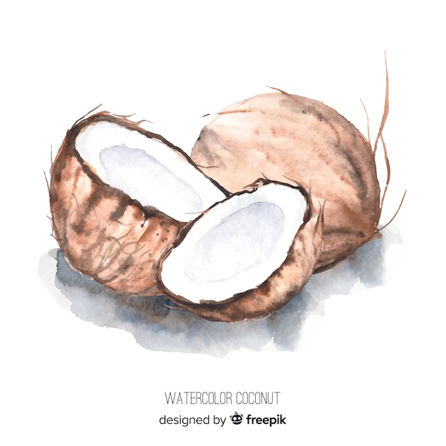 Watercolor coconut illustration