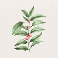 Free vector watercolor coffee plant illustration