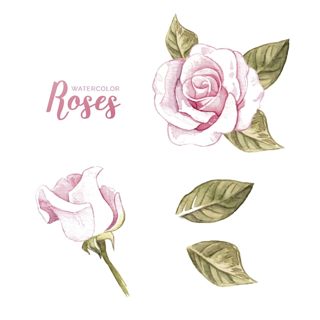 Free vector watercolor collection of rose