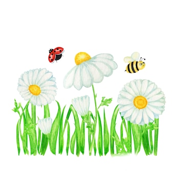 ハエてんとう虫 蜂のイラストが水彩のデイジーカモミールの花 手描きの植物ハーブ カモミールの白い花 つぼみ 緑の葉 茎 草のバナー プレミアムベクター ハエてんとう虫 蜂のイラストが水彩のデイジーカモミールの花 手描きの植物ハーブ カモミールの白い花 つぼみ 緑の葉 茎 草のバナー プレミアムベクター
