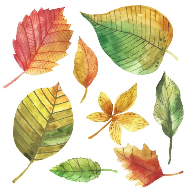 Watercolor design autumn leaves set