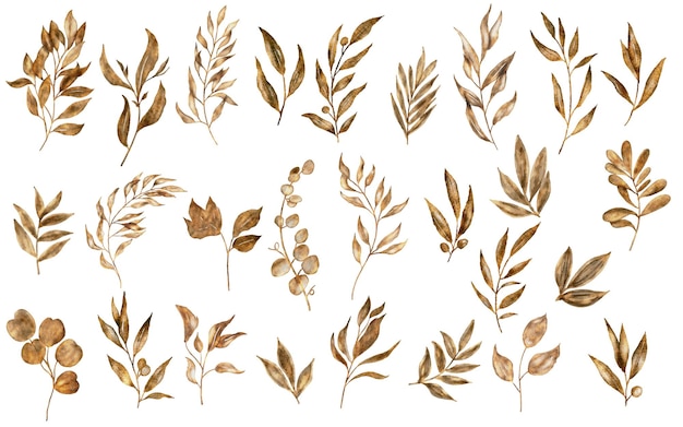 Free vector watercolor dry plants collection
