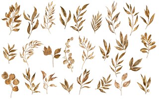 watercolor dry plants collection