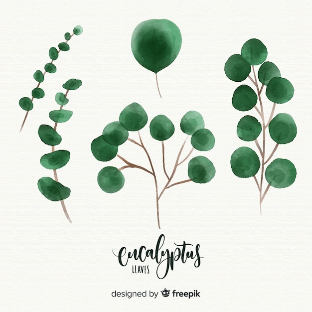 Free vector watercolor eucalyptus leaves set